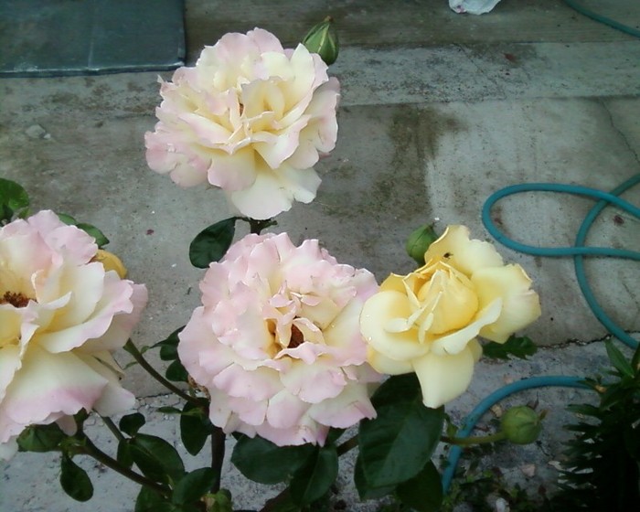 Fotografie-0436 - trandafiri gradina