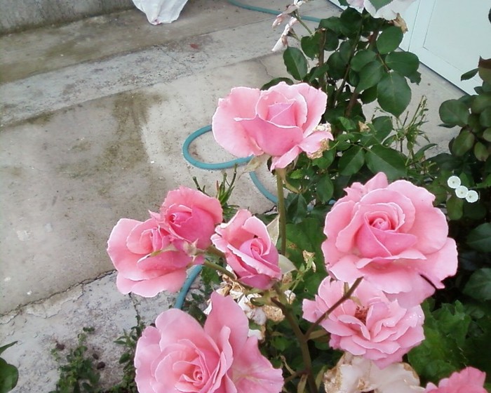 Fotografie-0437 - trandafiri gradina