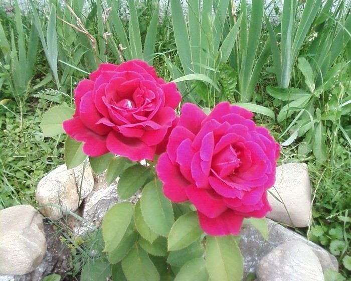 Fotografie-0438 - trandafiri gradina