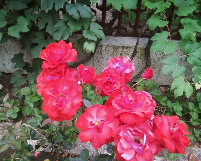 Fotografie-0474 - trandafiri gradina