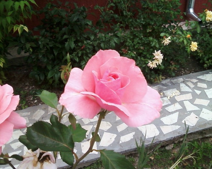 Fotografie-0476 - trandafiri gradina