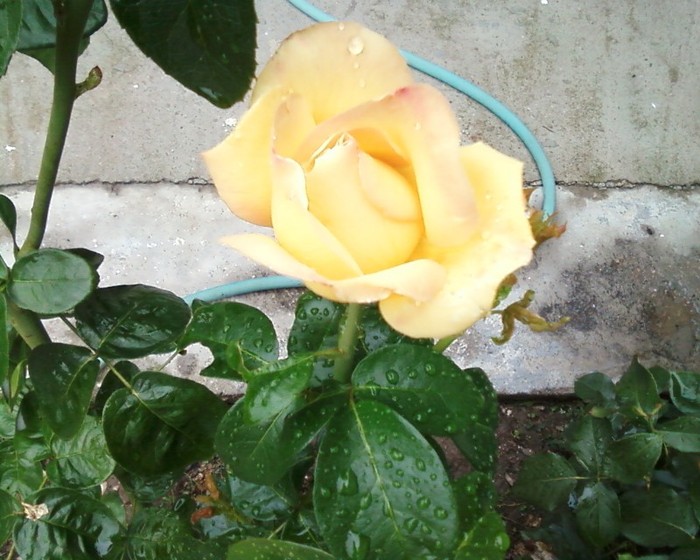Fotografie-0482 - trandafiri gradina