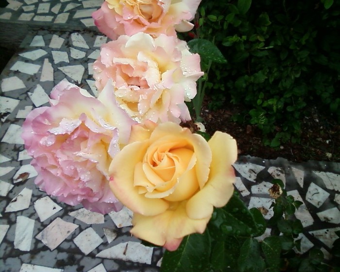 Fotografie-0483 - trandafiri gradina