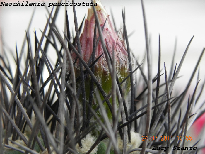 Neochilenia paucicostata - cactusi 2011