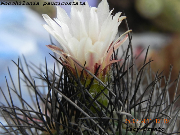 Neochilenia paucicostata - cactusi 2011