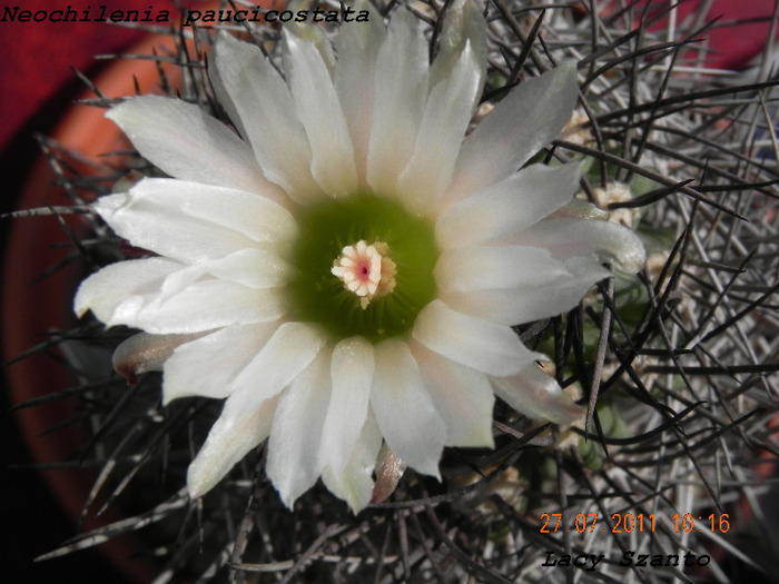 Neochilenia paucicostata - cactusi 2011