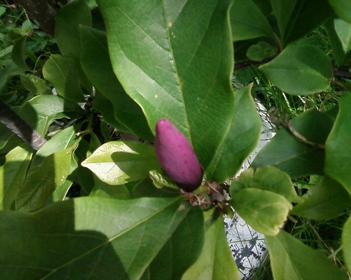 magnolie NIGRA - magnolie si caldaruse
