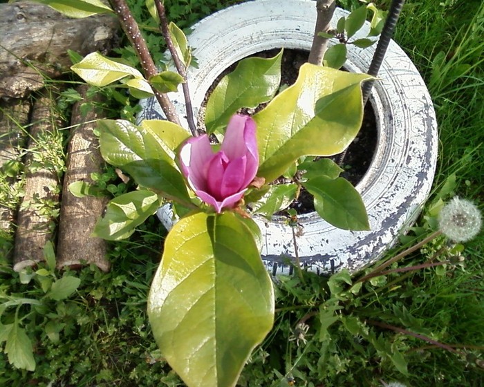 Fotografie-0289 - magnolie si caldaruse