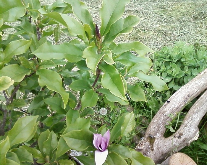 Fotografie-0321 - magnolie si caldaruse