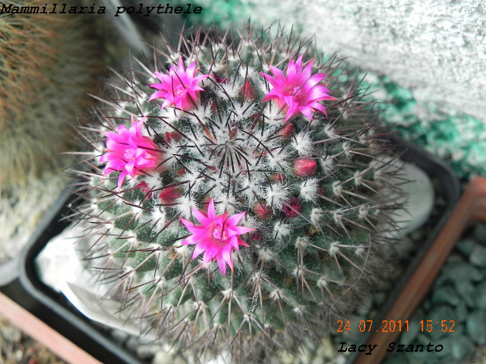 Mammillaria polythele