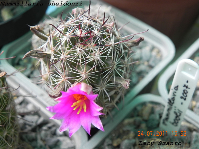Mammillaria sheldonii