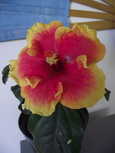 cel mai frumos hibiscus
