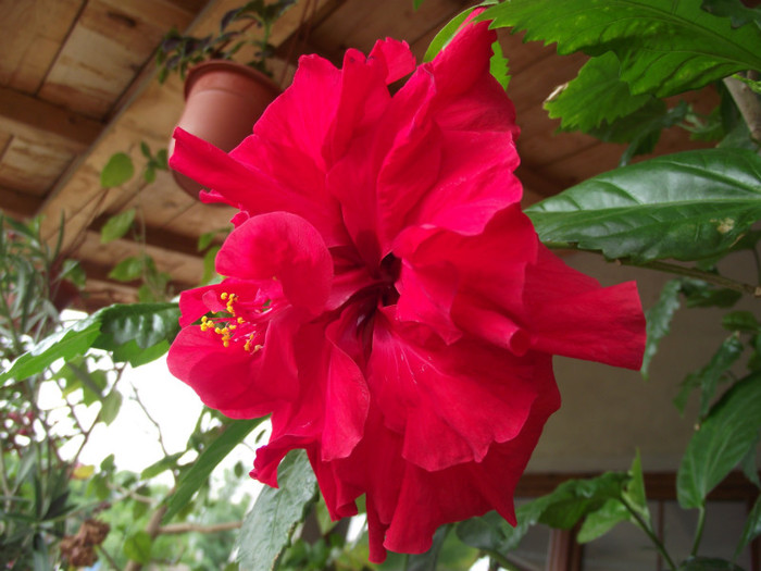 a doua floare,mai putin batuta