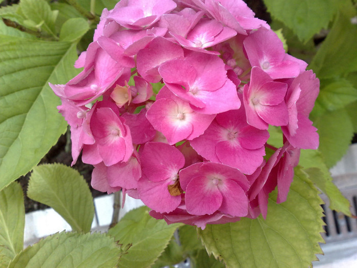 hortensia - FLORILE MELE 2011