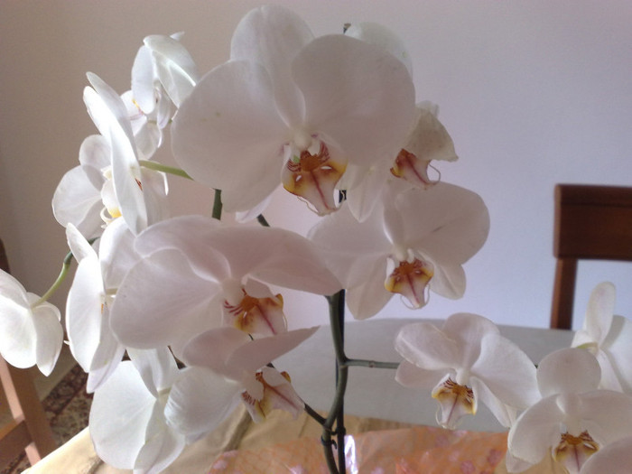 orhidee albà - FLORILE MELE 2011