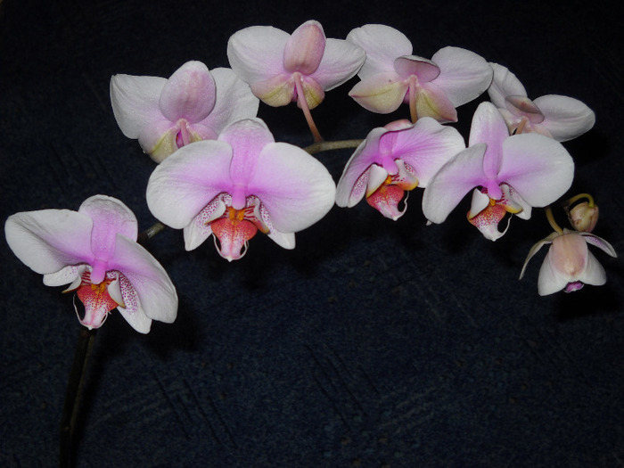 orhideea - Orhideea - Phalaenopsis-Cambria