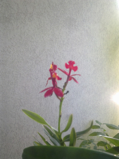 epidendrium rosu - orhidee