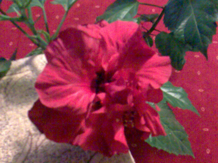 dublu-rosu - HIBISCUS- 2011