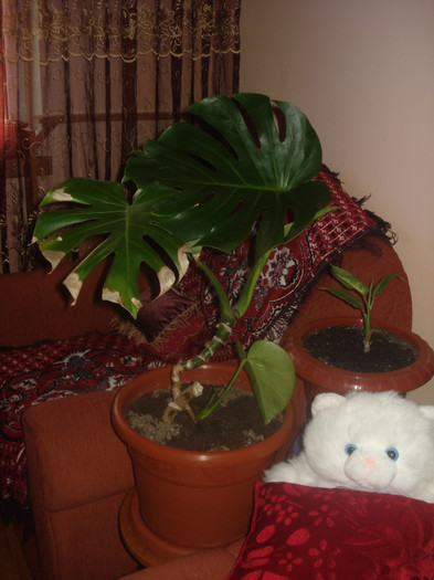 27.07.2011 - flori - diffenbachia si filodendron