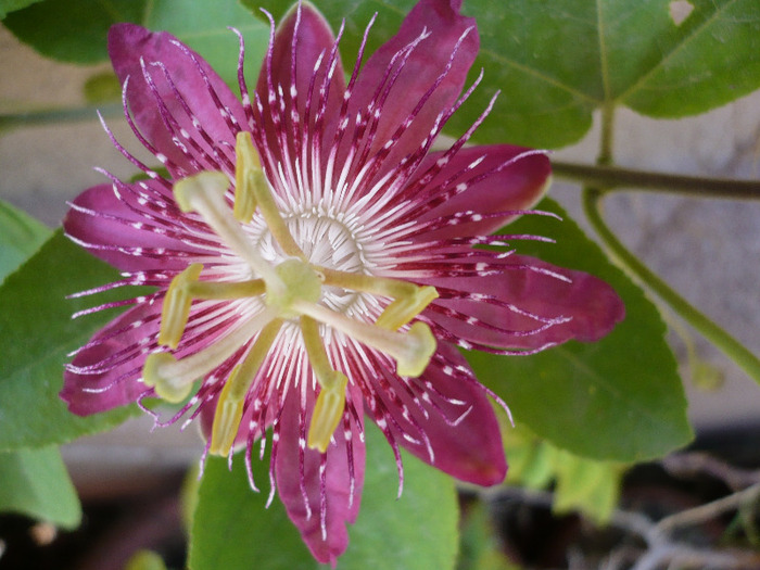 P1090009 - zzz-PASSIFLORA-iesite din colectie