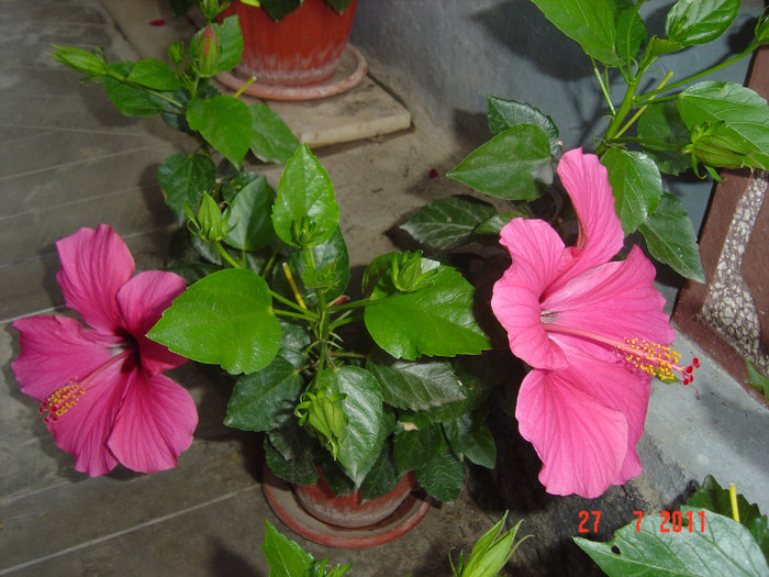 Picture 2259 - 09-2012-HIBISCUS