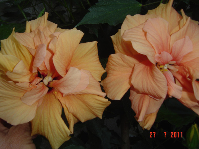 Picture 2256 - 09-2012-HIBISCUS