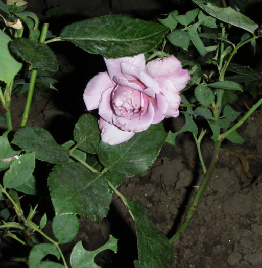 Trandafir roz-mov - flori frumoase