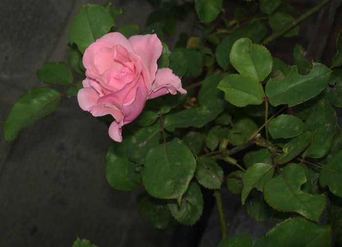 trandafir roz - flori frumoase