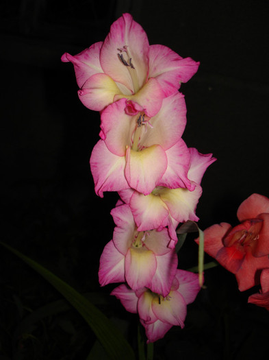 gladiole noaptea - flori frumoase