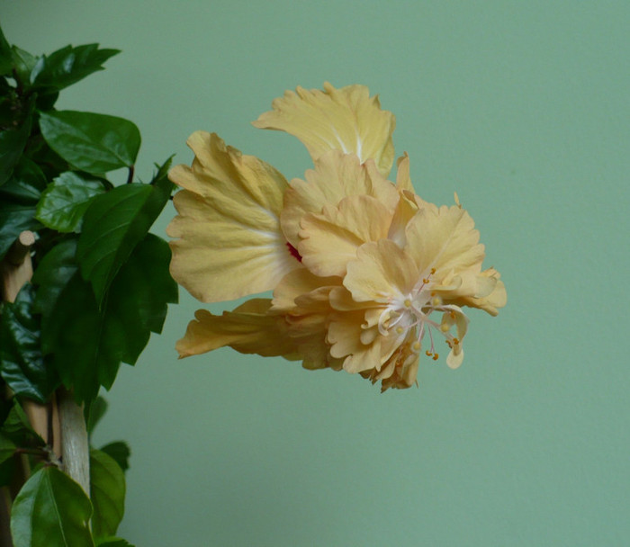 27 iulie - hibiscusi 2011