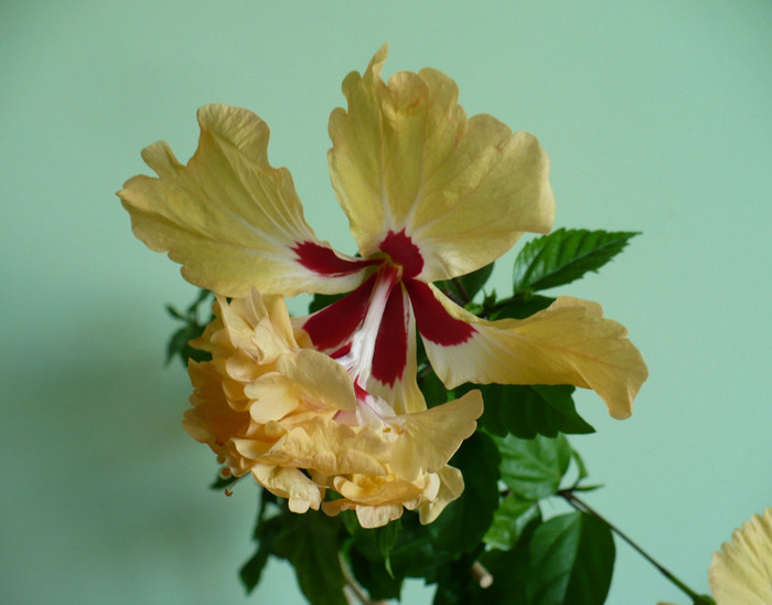 P1340945 - hibiscusi 2011