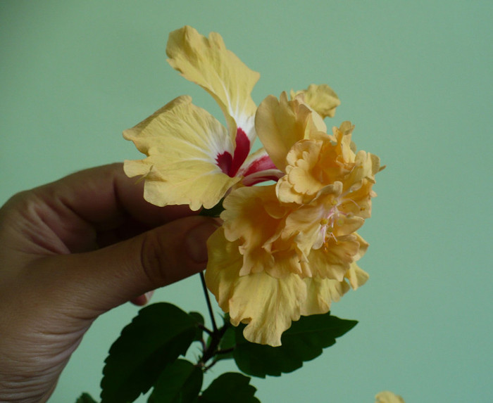 P1340952 - hibiscusi 2011