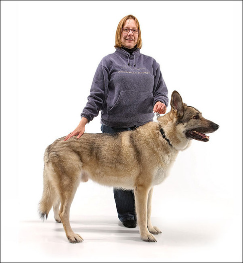 caine lup cehoslovac ceh 09 Poze cu caini Lup Cehoslovac