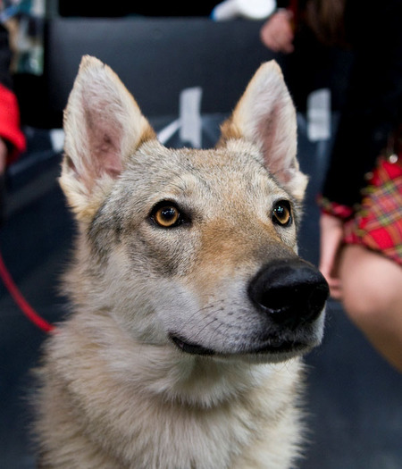 caine lup cehoslovac ceh 11 Poze cu caini Lup Cehoslovac