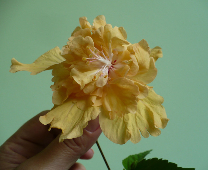 P1340953 - hibiscusi 2011