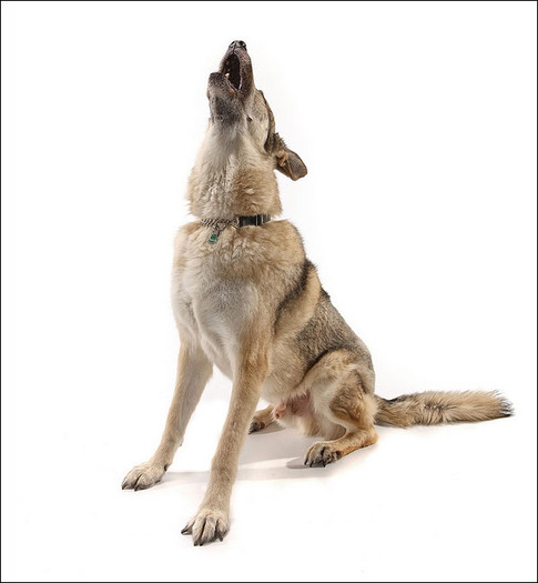 caine lup cehoslovac ceh 13 Poze cu caini Lup Cehoslovac