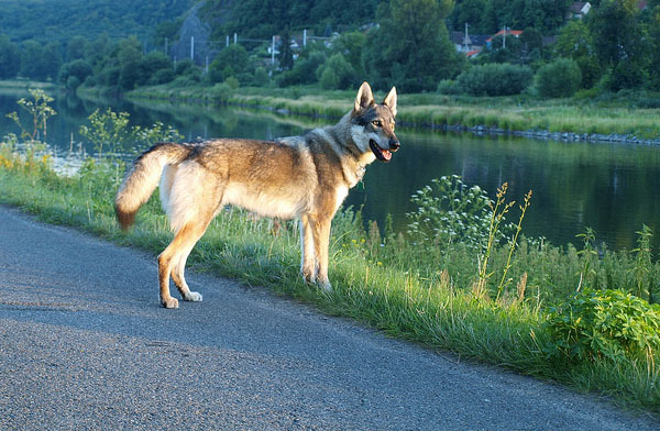 caine lup cehoslovac ceh 20 Poze cu caini Lup Cehoslovac