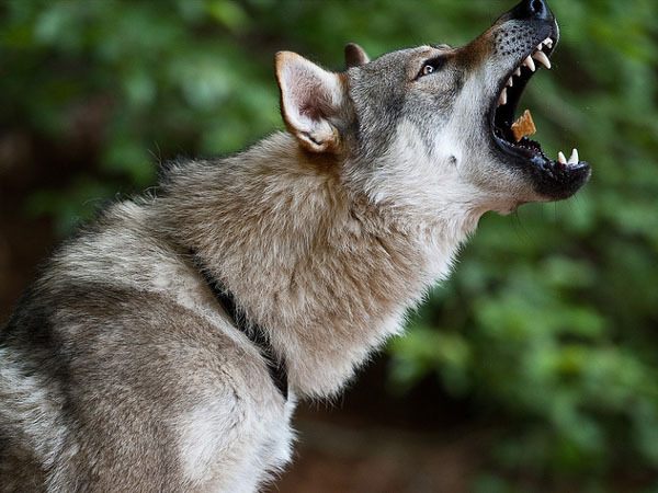 caine_lup_cehoslovac_ceh_12