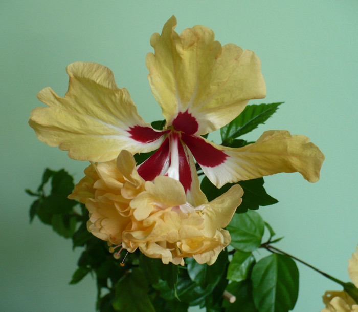 P1340955 - hibiscusi 2011