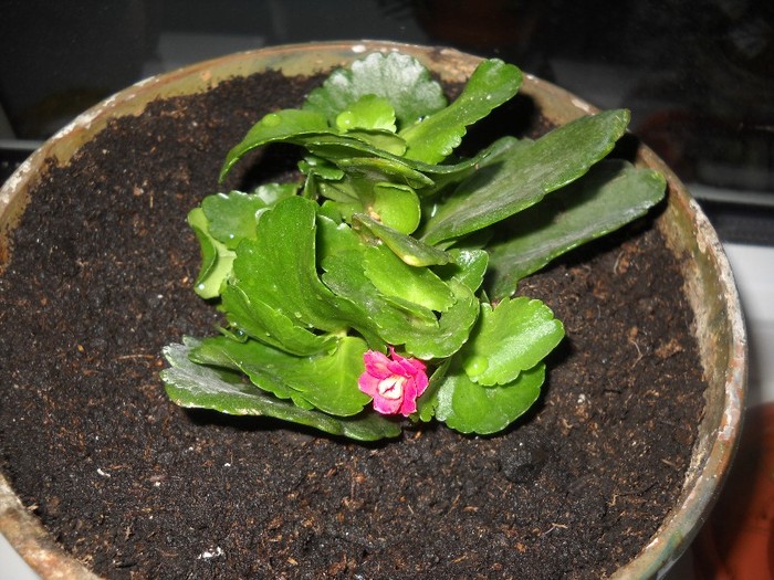 DSCN8273 - FLORI DIVERSE