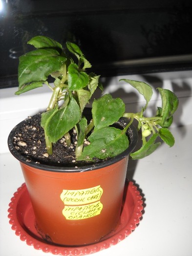 DSCN8275 - FLORI DIVERSE