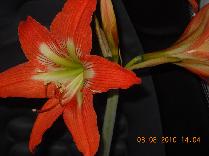 HIPPEASTRUM-2010-pierdut