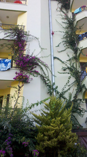 Bouga in Alanya- Turcia - Bougainvillea