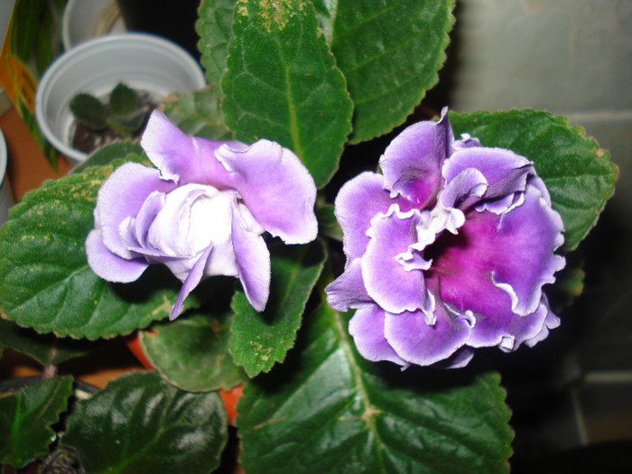 DSC09913 - GLOXINIA  2011