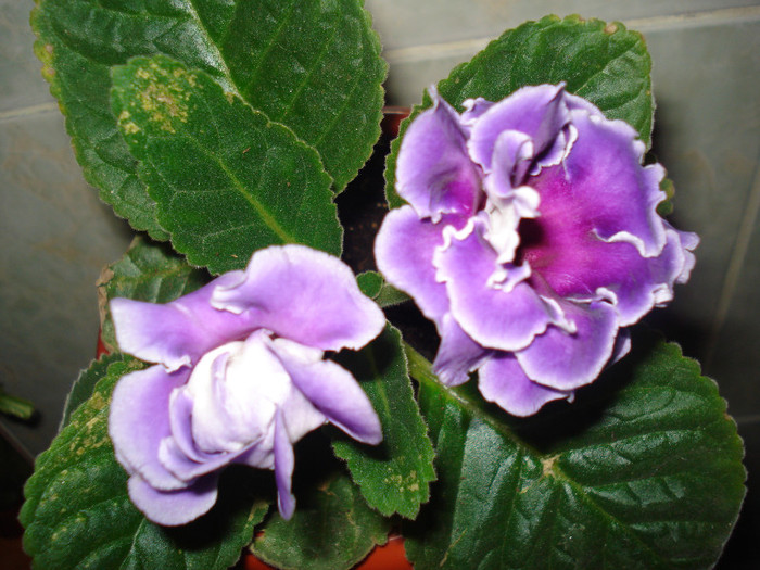 DSC09915 - GLOXINIA  2011