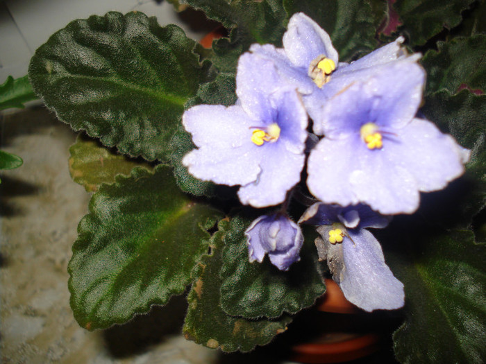 DSC09919 - FLORI 2011