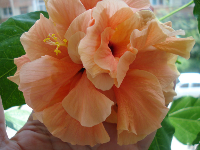 DSC09791 - FLORI 2011