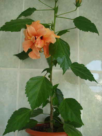 DSC09776 - FLORI 2011