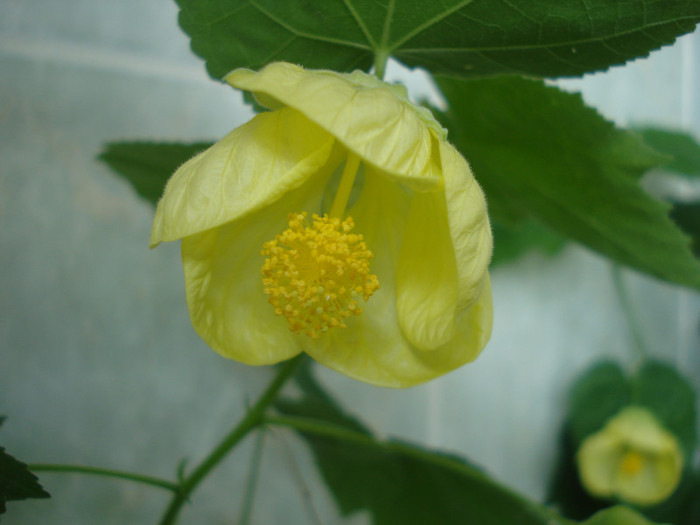 DSC09785 - FLORI 2011