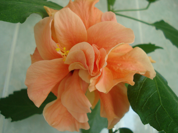 DSC09777 - FLORI 2011